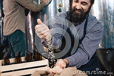 Happy bearded man in apron pours barley into hand of craft brewery. Process of beer manufacturing. Stock Photo