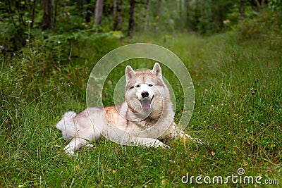 Happy and beautiful beige and white dog breed siberian husky lying in the green grass in fall Stock Photo