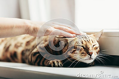 Happy Bengal cat loves being stroked by woman`s hand Stock Photo