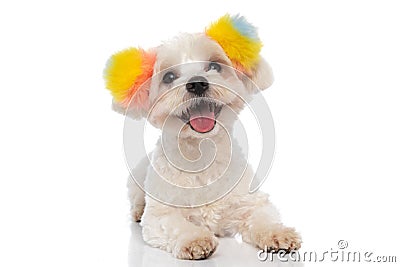 Happy bichon dog wearing colorful fluffy balls Stock Photo