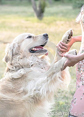 Happy big dog Golden retriever with big smile giving two paws to its owner outdooor at sunner day. Family dog. Stock Photo