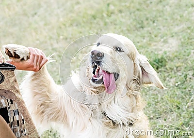 Happy big dog Golden retriever with big smile and a tongue hanging out giving a paw to its owner outdooor at sunner day Stock Photo