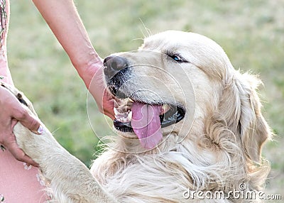 Happy big dog Golden retriever with big smile and a tongue hanging out giving a paw to its owner outdooor at sunner day Stock Photo