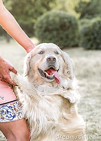 Happy big dog Golden retriever smiling with tongue hanging out giving paw to owner and looking to camera at sunner park Stock Photo