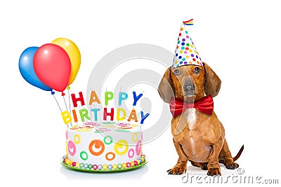 Happy birthday dog Stock Photo