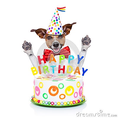 Happy birthday dog Stock Photo