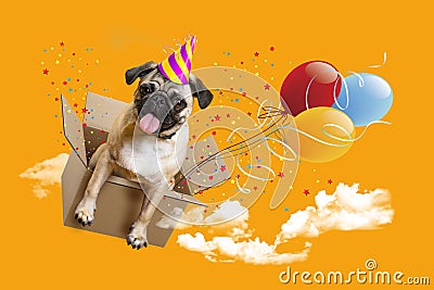 Happy Birthday. Dog pug in a box, balloons Stock Photo