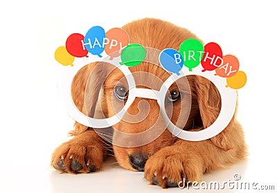 Happy Birthday puppy Stock Photo