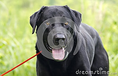 Happy Black Labrador Retriever dog with panting tongue Stock Photo