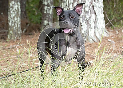 Happy black pitbull dog with pointy ears and panting tongue Stock Photo