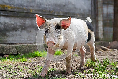 Happy black spotted piglet in grass Stock Photo