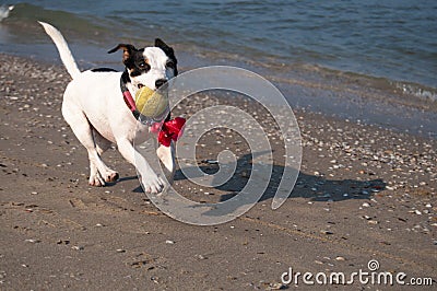 Happy black and white dog on the beach Stock Photo