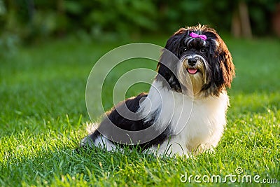 Happy black and white havanese puppy dog is sitting in the grass Stock Photo
