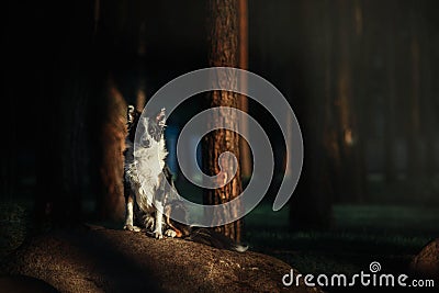 Happy Border Collie Dog Enjoying Nature Walk amidst Lush Greenery and Trees Stock Photo