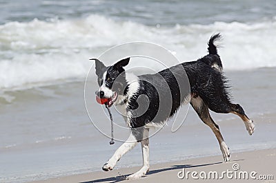 Dog playing on the beach Stock Photo