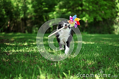 Happy border collie playing with pinwheel Stock Photo