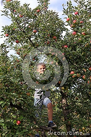 Cute little boy hiding in apple tree on sunny summer day Stock Photo