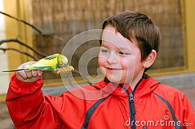 Happy boy holding and feeding parakeet Stock Photo