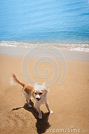Happy bright chihuahua on tropical beach Stock Photo
