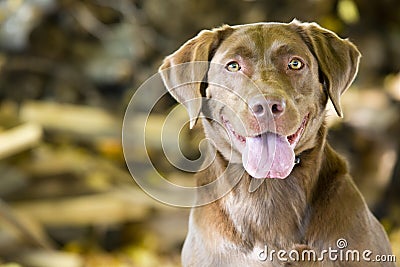 Happy Brown Labrador Retriever Stock Photo