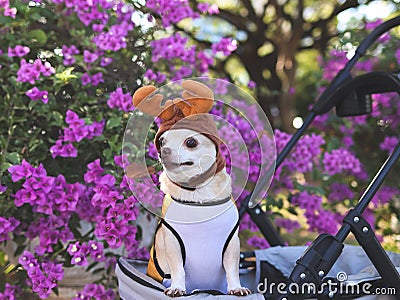 Chihuahua dog wearing reindeer horn hat, standing in pet stroller, looking sideway curiously, outdoor, purple flowers background. Stock Photo