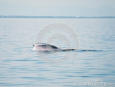 Happy bryde's whale Stock Photo