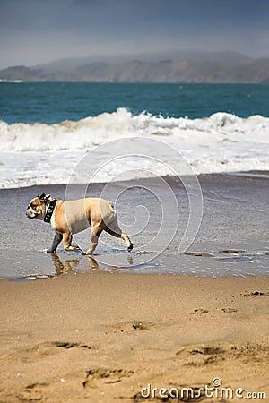 Happy Bull-Dog playing on the beach in California Stock Photo