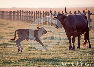 Happy calf Stock Photo