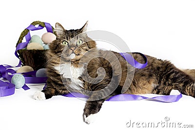 Happy Cat with Easter Basket Stock Photo