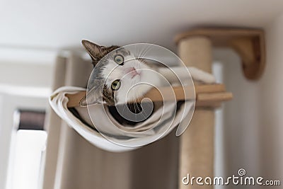 Happy cat laying in hammock on scratching post under the ceiling Stock Photo