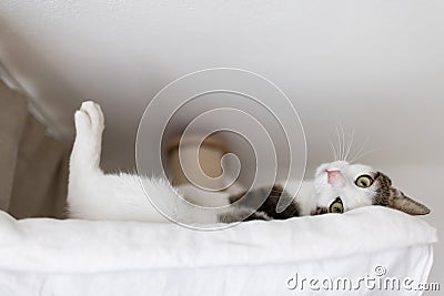 Happy cat laying in hammock on scratching post under the ceiling Stock Photo