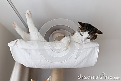 Happy cat laying in hammock on scratching post under the ceiling Stock Photo