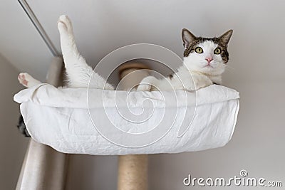 Happy cat laying in hammock on scratching post under the ceiling Stock Photo