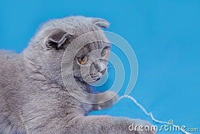 happy cat lies on a blue background. A gray cat plays with a white ball of wool on a fluffy carpet. Happy kitten Stock Photo