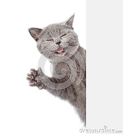 Happy cat peeks out from behind a banner and waving his paw. isolated on white background Stock Photo