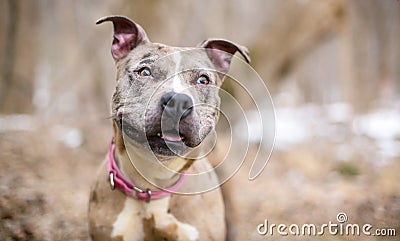 A happy Catahoula Leopard Dog mixed breed dog Stock Photo