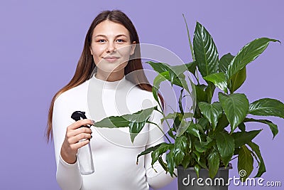 Happy Caucasian woman or housewife spraying houseplant with water sprayer at home, lady with pleasant appearance posing against Stock Photo