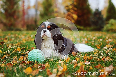 Happy cavalier king charles spaniel dog playing with toy ball Stock Photo