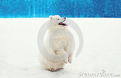 Happy cheerful white Samoyed dog on snow in winter Stock Photo