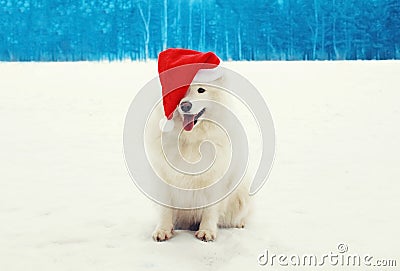 Happy cheerful white Samoyed dog wearing a red santa hat on snow in winter Stock Photo