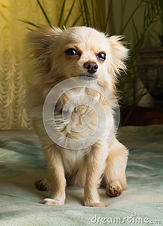 Happy Chihuahua canine, cheerful, domestic, happiness, barking, carnivore, cut, happily Stock Photo