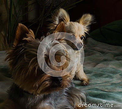 Happy Chihuahua canine, cheerful, domestic, happiness, barking, carnivore, cut, happily Stock Photo