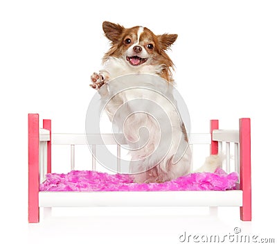 Happy Chihuahua dog posing on toy bed Stock Photo