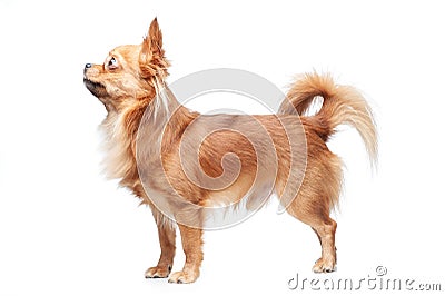 Happy Chihuahua isolated on white Stock Photo