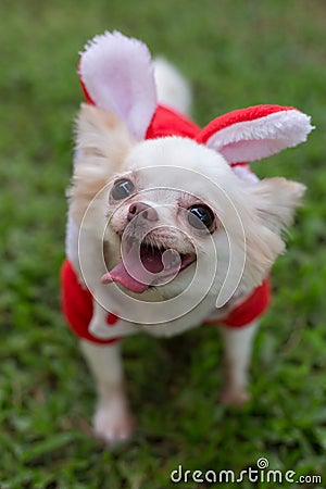 Happy chihuahua small dog cute pet Stock Photo