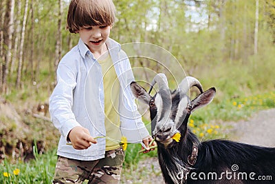 Happy child feeds a goat grass in the pasture. Goat eats flowers from the hands of a farmer boy. Kid and goatling. Concept of goat Stock Photo