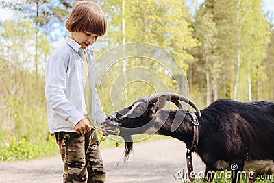 Happy child feeds a goat grass in the pasture. Goat eats flowers from the hands of a farmer boy. Kid and goatling. Concept of goat Stock Photo