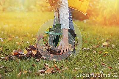 Happy child girl playing little gardener in autumn and picking leaves into basket Stock Photo