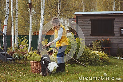 Happy child girl playing little gardener in autumn and picking leaves into basket. Seasonal garden work Stock Photo