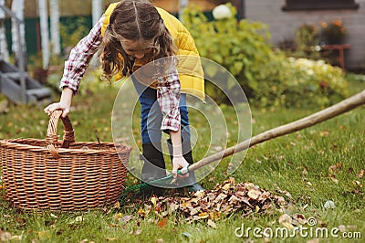 Happy child girl playing little gardener in autumn and picking leaves into basket. Seasonal garden work Stock Photo